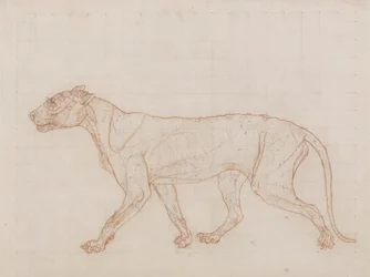 Tigre, vue latérale, peau enlevée, illustration de 