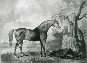 Masque de Cheval Brun, d