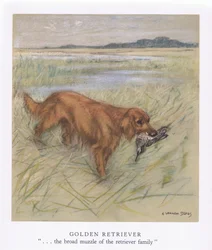 Golden Retriever (lithographie couleur)