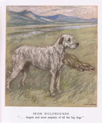 Irish Wolfhounds (lithographie couleur)