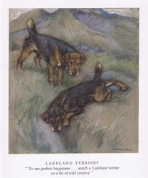 Lakeland Terriers (lithographie couleur)
