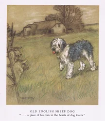 Chien de berger anglais (lithographie couleur)