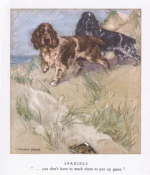 Épagneuls (lithographie couleur)
