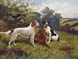 Les favoris du chasseur