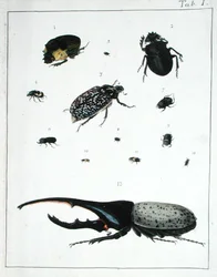 Divers coléoptères, planche I de 