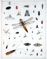 Divers insectes, planche III de 