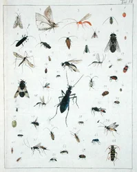 Divers insectes, planche VII de 
