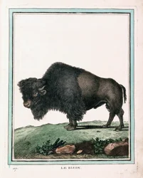 Gravure antique du bison américain