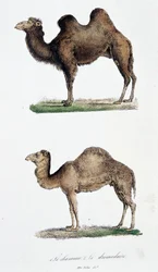 Chameau et dromadaire