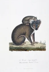 Histoire naturelle : tableau zoologique représentant le koala (d