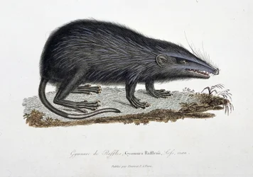 Histoire naturelle : tableau zoologique représentant le Gymnure de Raffles, Gymnura Rafflesii, Lefs, homme - dans « Œuvres complètes de Buffon » par le naturaliste Georges Louis Leclerc, Comte de Buffon (1707 - 1788). Gravure de 1837