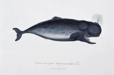 Histoire naturelle : Planche zoologique représentant le cachalot macrocephal, Physeter macrocephalus, Bonn - dans « Œuvres de Buffon » par le naturaliste Georges Louis Leclerc, Comte de Buffon (1707 - 1788). Gravure de 1837.
