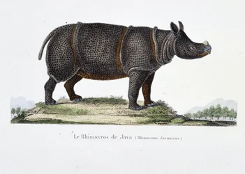 Histoire naturelle : tableau zoologique représentant le Rhinocéros de Java (Rhinoceros Javanicus) - dans « Œuvres complètes de Buffon » par le naturaliste Georges Louis Leclerc, Comte de Buffon (1707 - 1788). Gravure de 1837