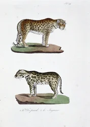Planche d
