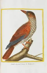 Histoire naturelle. Oiseaux. Planches enluminées, 1782