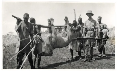 Lion à Bahr el Ghazal, Am Dafok, 1925