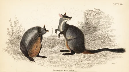 Wallaby à queue touffue, Petrogale penicillata (gravure)