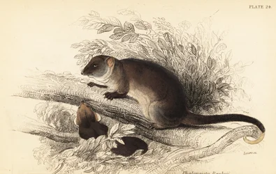 Possum à queue en anneau, Pseudocheirus peregrinus