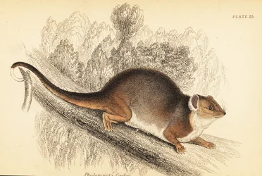 Possum à queue en anneau, Pseudocheirus peregrinus (gravure)