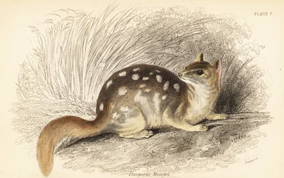 Quoll oriental, Dasyurus viverrinus. En danger