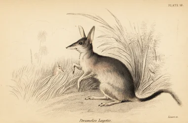 Grand bilby, Macrotis lagotis. En danger, 1841