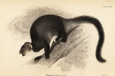 Grand planeur, Petauroides volans (gravure)