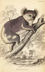 Koala, Phascolarctos cinereus (gravure)