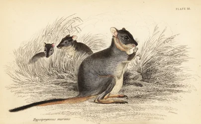 Potoroo à longs pieds, Potorous longipes. Vulnérable (gravure)