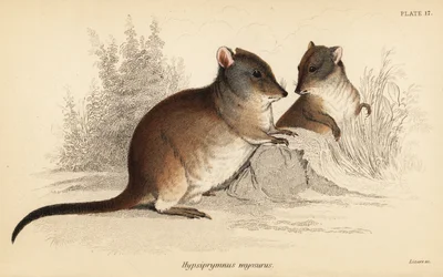 Potoroo à long nez, Potorous tridactylus tridactylus