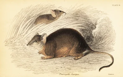 Mardo ou antechinus à pieds jaunes, Antechinus flavipes, 1841