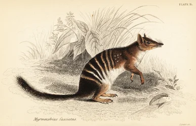 Numbat, Myrmecobius fasciatus, en danger (gravure)