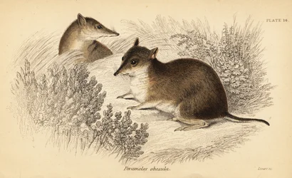 Bandicoot brun du sud, Isoodon obesulus. En danger (gravure)