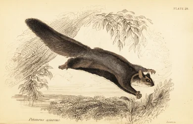 Planeur écureuil, Petaurus norfolcensis (gravure)