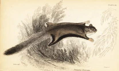 Planeur de sucre, Petaurus breviceps (gravure)