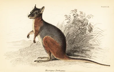 Wallaby de Tammar, Macropus eugenii (gravure)