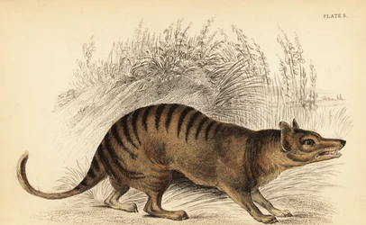 Tigre de Tasmanie, Thylacinus cynocephalus. Éteint, 1841