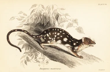 Quoll tacheté, Dasyurus maculatus, 1841