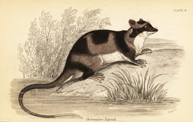 Opossum aquatique ou yapok, Chironectes minimus (gravure)