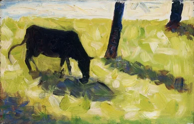 Vache noire dans un pré