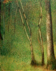 Sous-bois à Pontaubert
