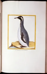 Un Manchot, Îles Falkland, de "Histoire Naturelle des Oiseaux", 1770-86
