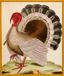 Une Dinde, de "Histoire Nouvelles des Oiseaux", 1771-86