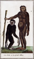 Jocko, chimpanzé ou gibbon, illustration de Histoire naturelle, par Georges-Louis Leclerc Comte de Buffon (1707-1788), gravure aquarellée
