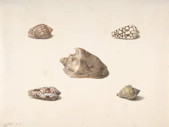 Cinq coquillages, n.d.