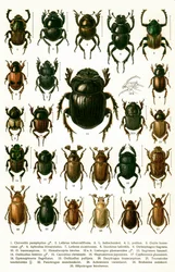 Estampe ancienne des variétés de coléoptères européens, vers 1910 (chromolithographie)