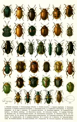 Gravure antique des variétés de coléoptères européens, vers 1910
