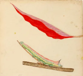 Chenille "à dos de miroir", étude pour le livre Concealing Coloration in the Animal Kingdom