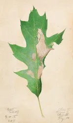 Chenille du bord de la feuille de chêne