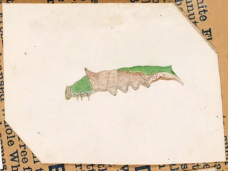 Chenille de feuille de chêne..., début du 20e siècle