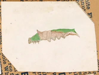 Chenille à feuilles de chêne, étude pour le livre "Concealing Coloration in the Animal Kingdom".